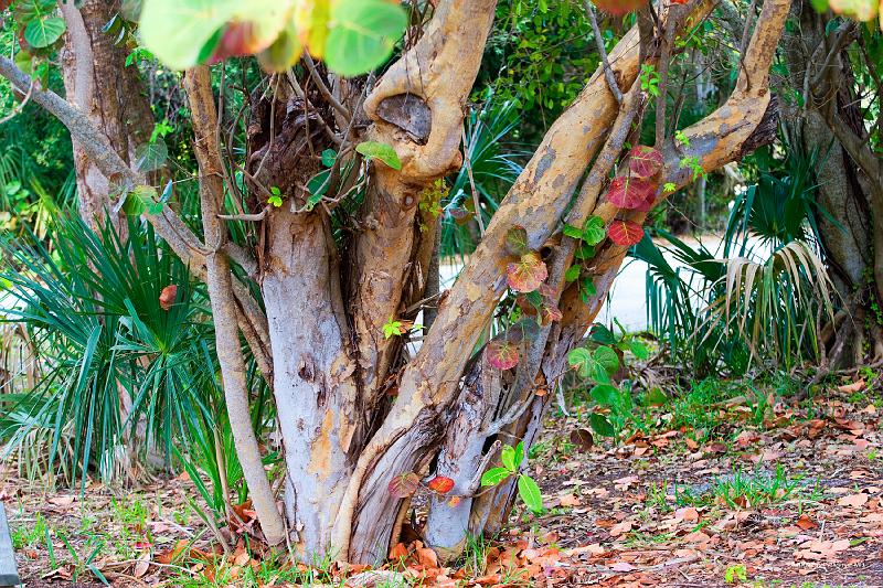 20090221_140822 D3 P1 5100x3400 srgb.jpg - Foliage, MacArthur Beach State Park.  When he died in 1978, MacArthur was one of the 3 richest men in the USA.  He owned Bankers Life.